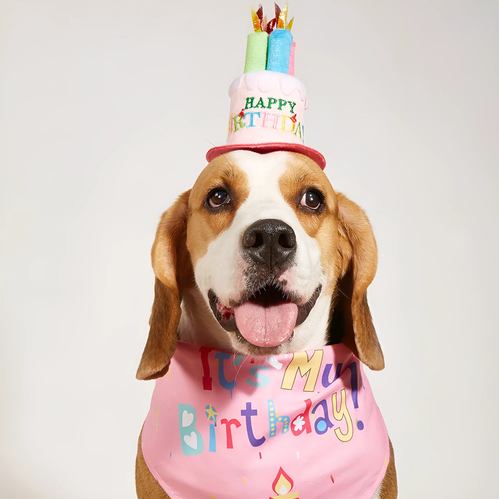 Printed polyester dog birthday hat and drool towel set in blue with creative triangular binder design