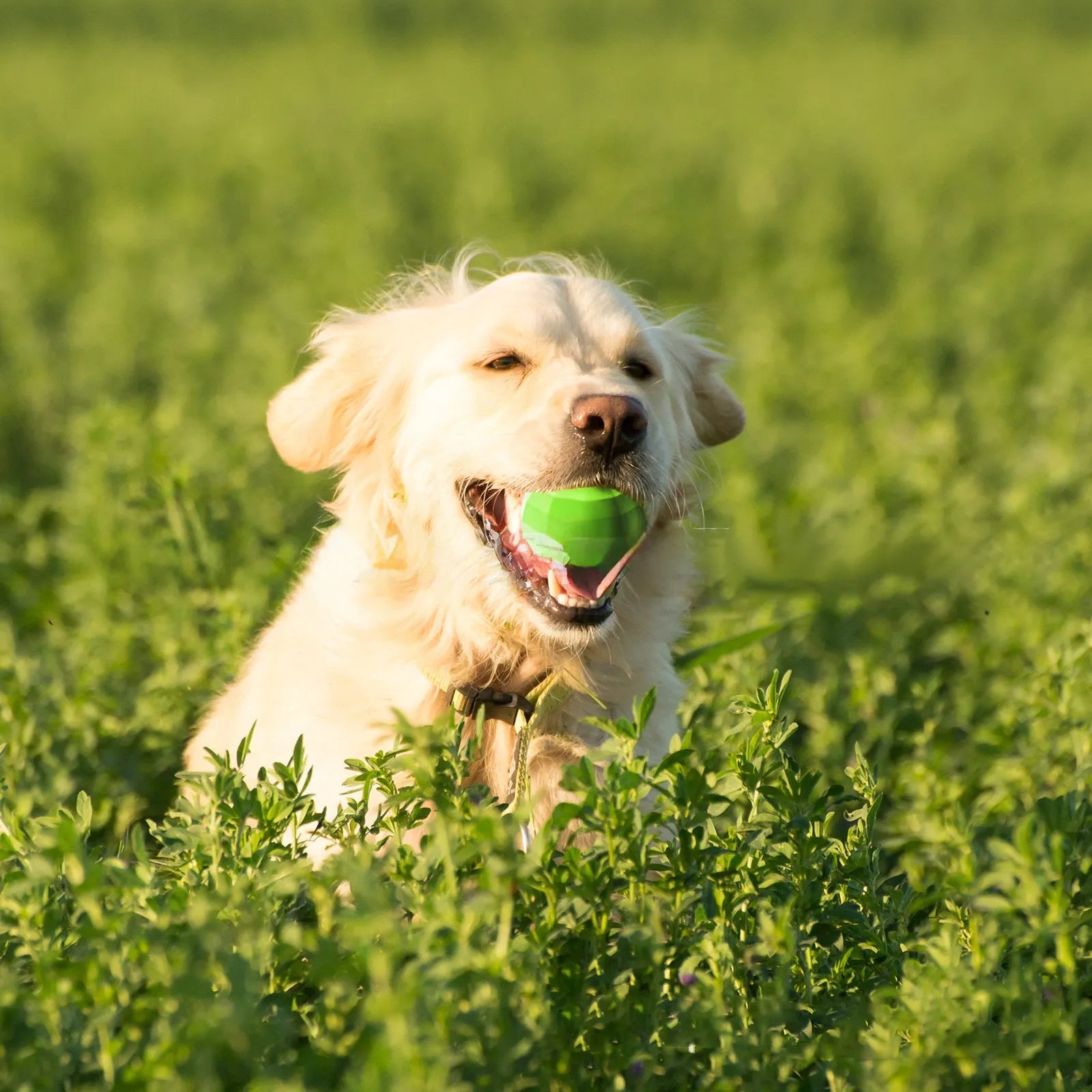 Green natural rubber dog squeaky toy ball for medium to large breed dogs