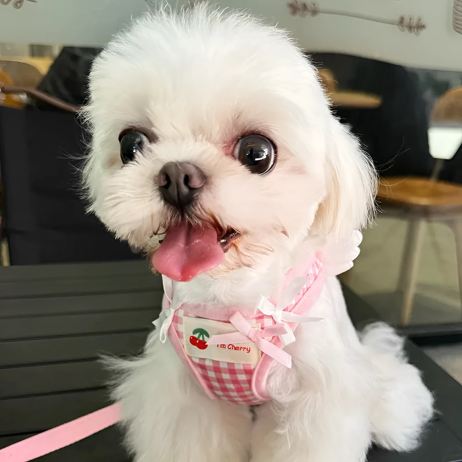 Cotton chest and back dog harness with hand-holding rope in pink and black colours