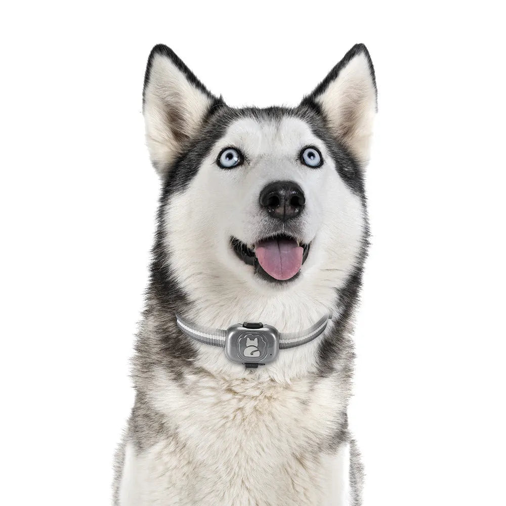 Black pet GPS tracker with hanging rope showing dimensions and USB charging port