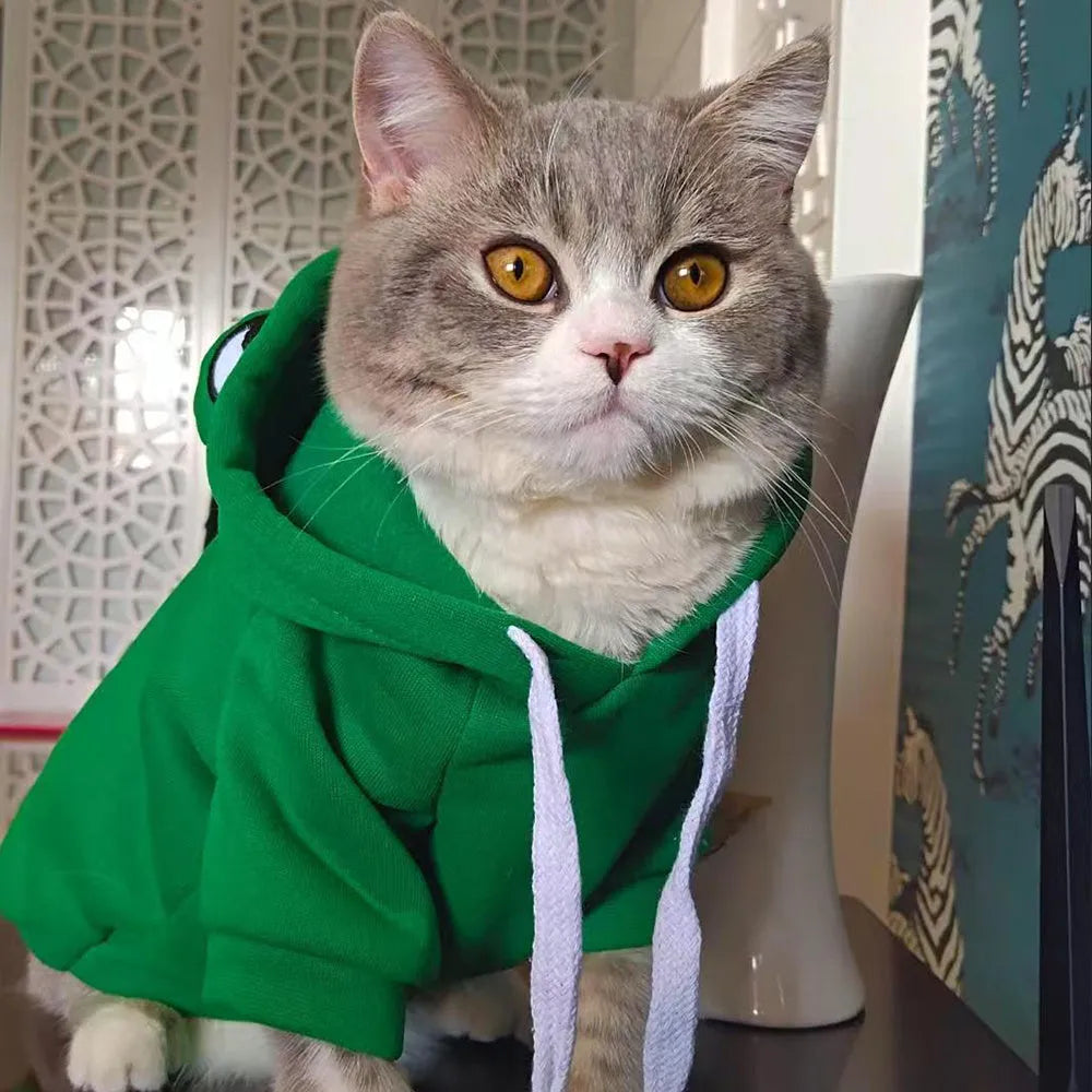 Green frog costume hoodie on a small dog, showing long sleeves and hood