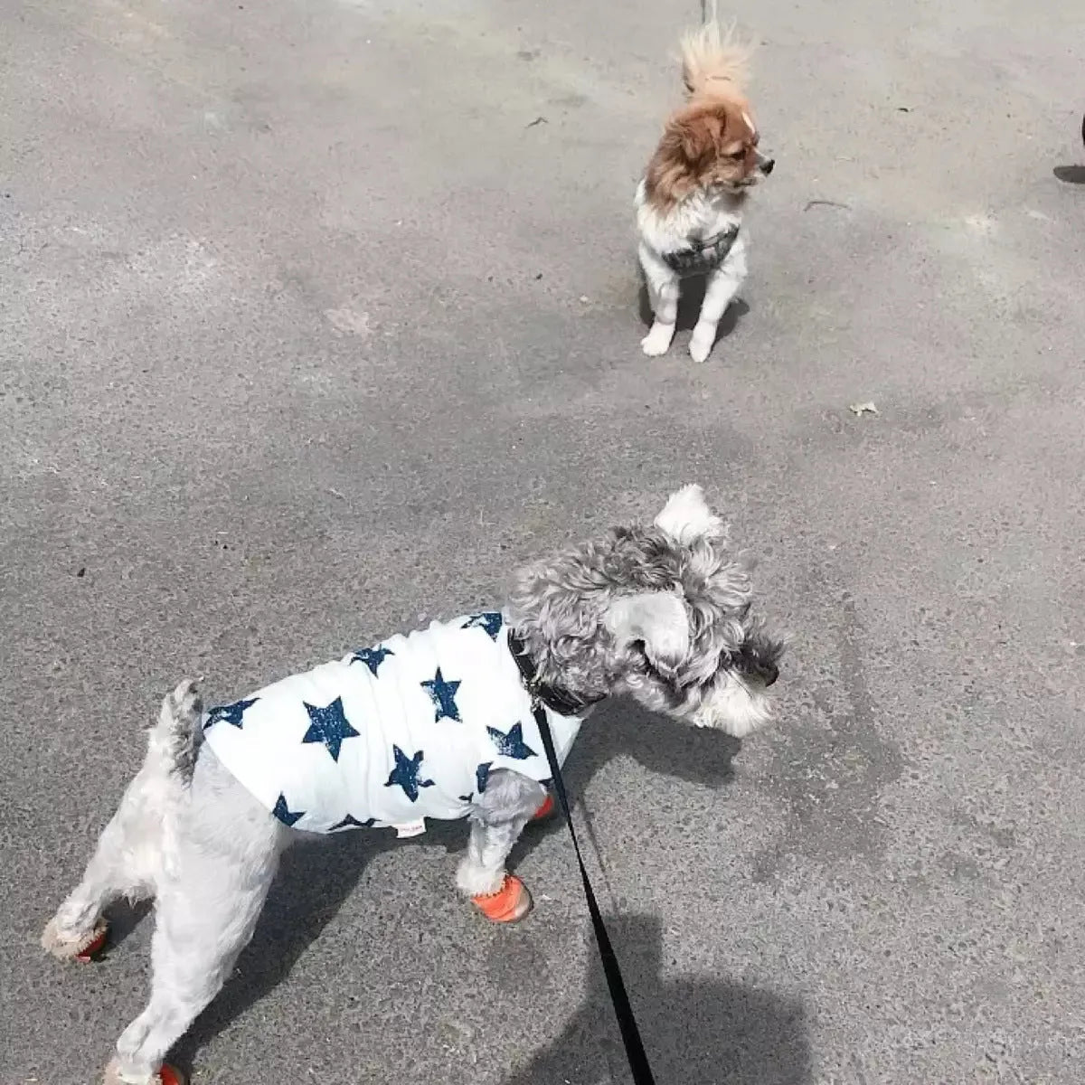 Cotton dog vest in dark blue on a small dog, showing back length and chest fit