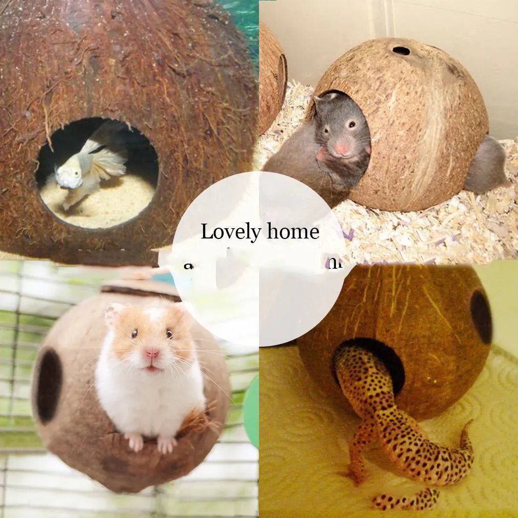 Small brown coconut shell bird nest feeder hanging outdoors, about 12-16cm diameter and 30cm height
