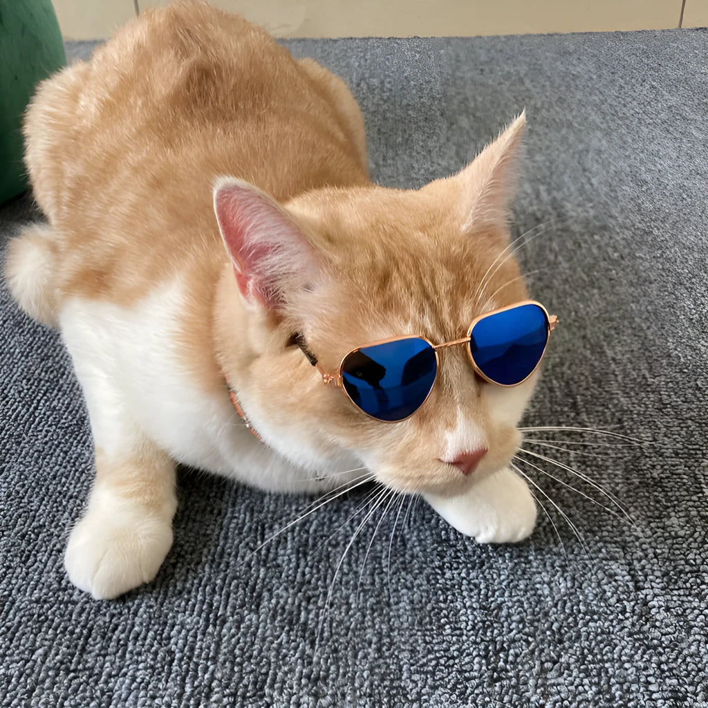 Creative fashion mini pet cat sunglasses with metal frame, spring temples, and round lenses in a colourful style