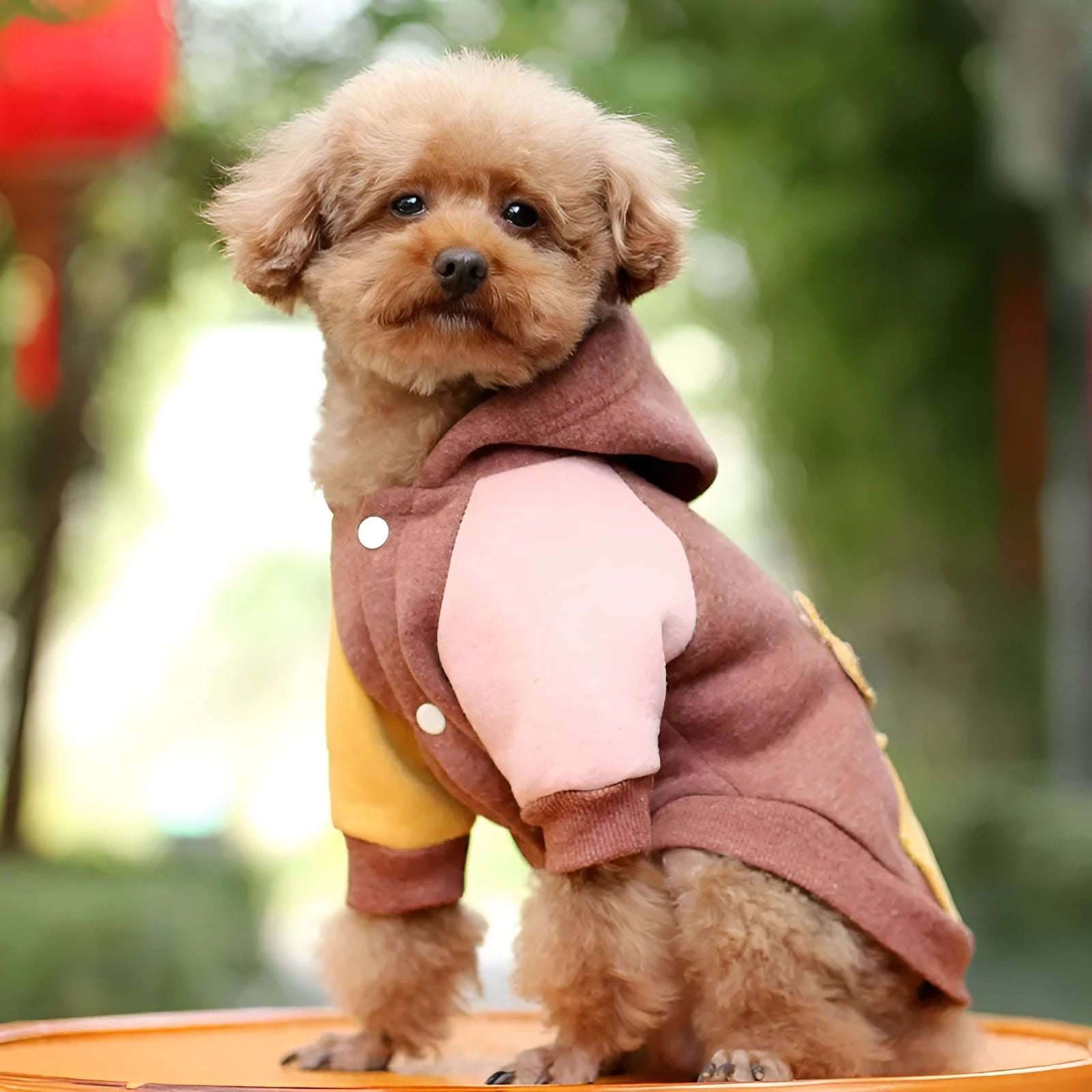 Cotton dog sweatshirt in brown, green or pink colour options for pet leisure clothing