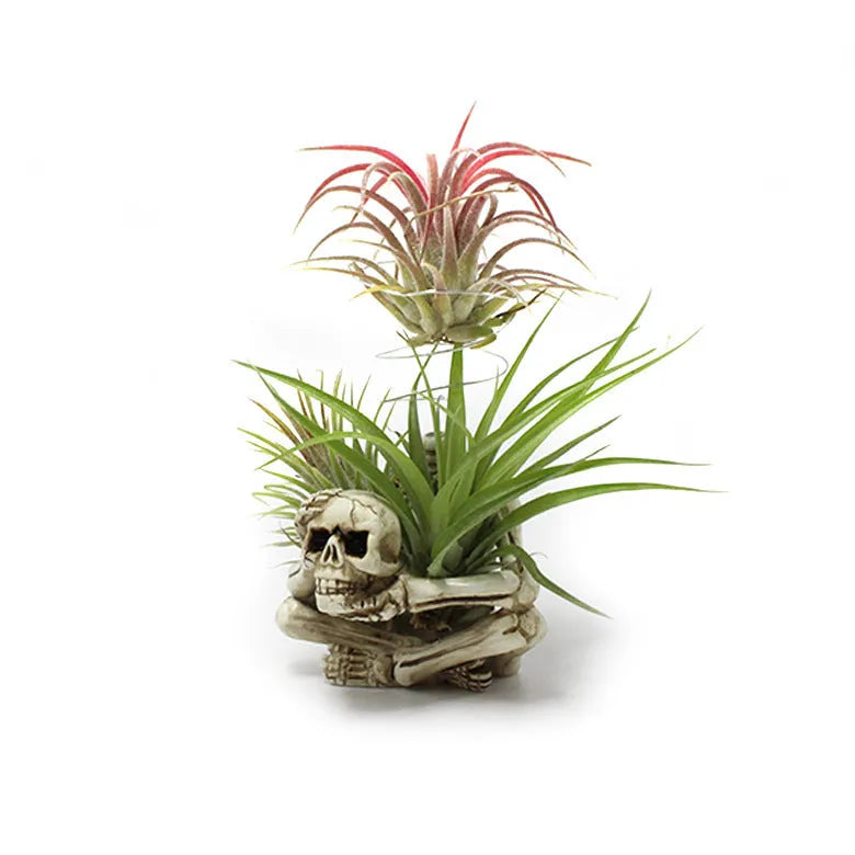 Resin tillandsia bracket with gothic skull design for soilless air plants showing dimensions