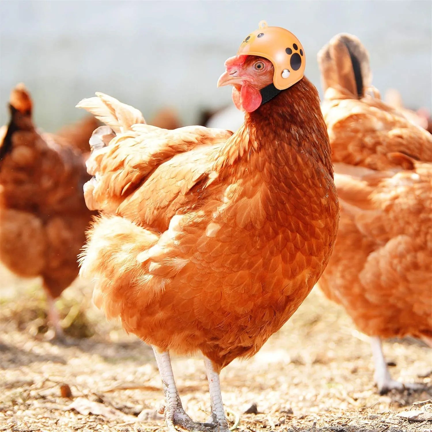 Small adjustable plastic safety helmet for a chicken or bird, shown in a fun design.