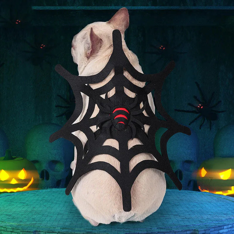 Black felt cloth Halloween pet costume with spider web makeover on a cat