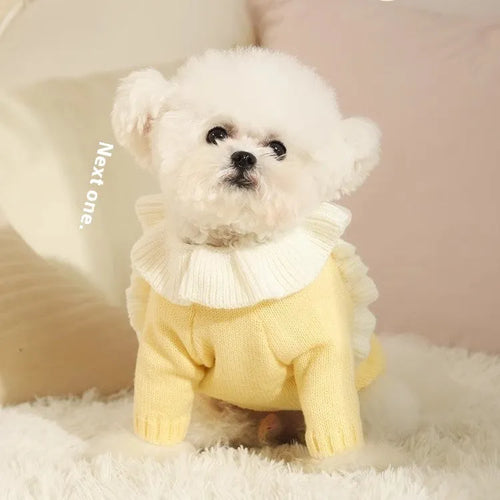 Small dog wearing autumn sweater in yellow XINGX design with size options from XS to XL