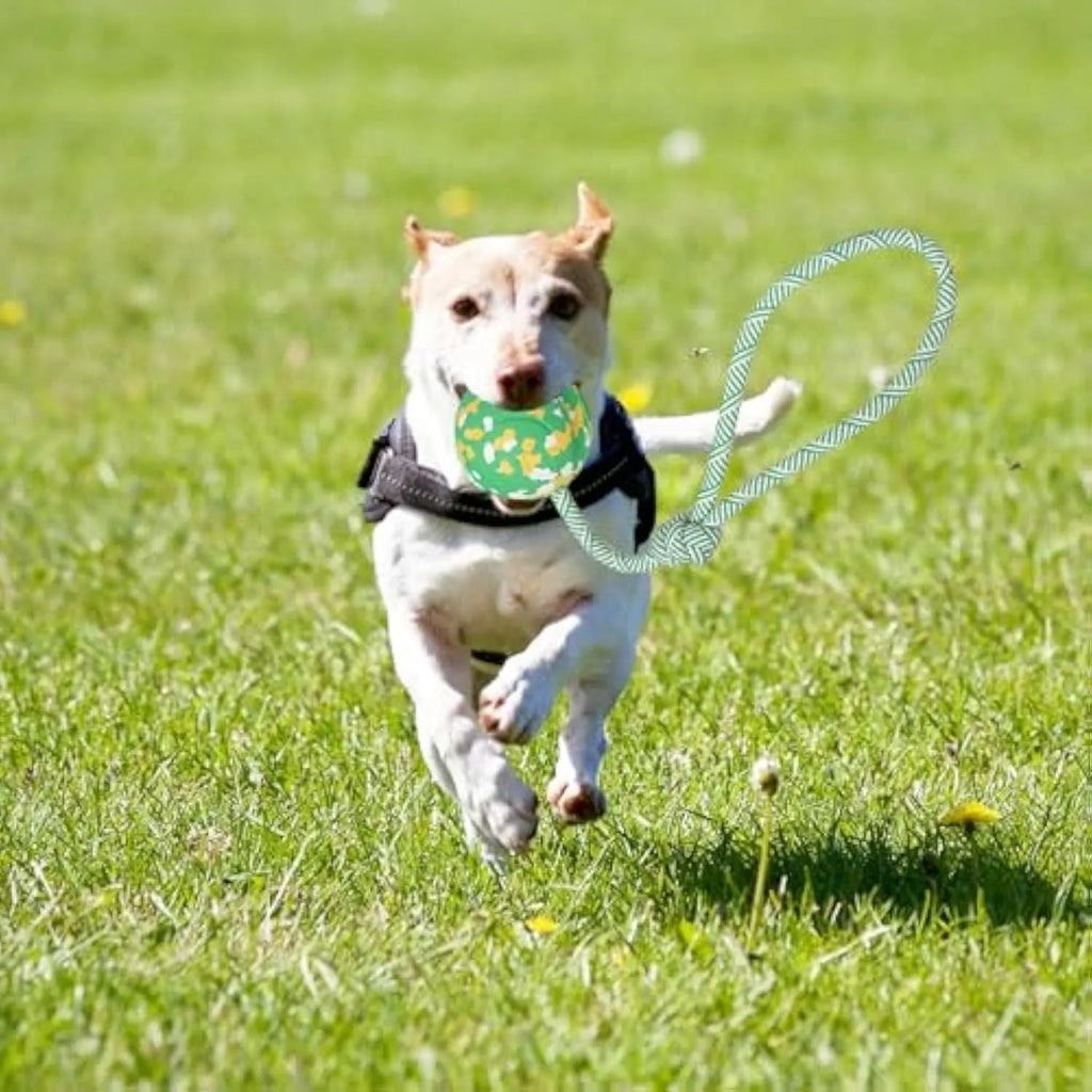 Natural rubber dog ball attached to a nylon rope toy for medium and small breeds