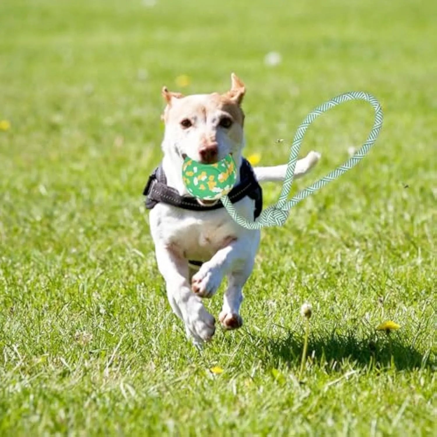 Natural rubber dog ball attached to a nylon rope toy for medium and small breeds