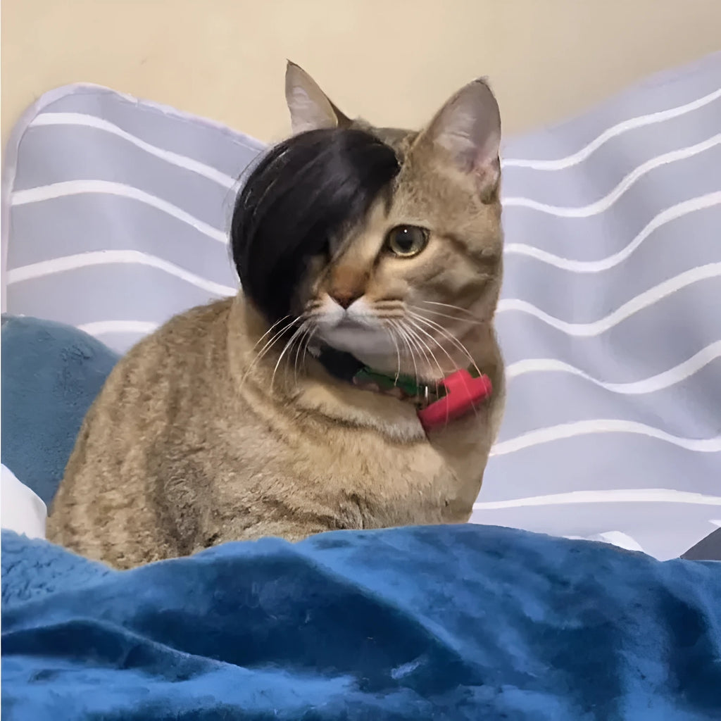 Black polyester cat wig with imitation braid design for pet costume occasions