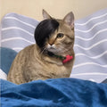 Black polyester cat wig with imitation braid design for pet costume occasions