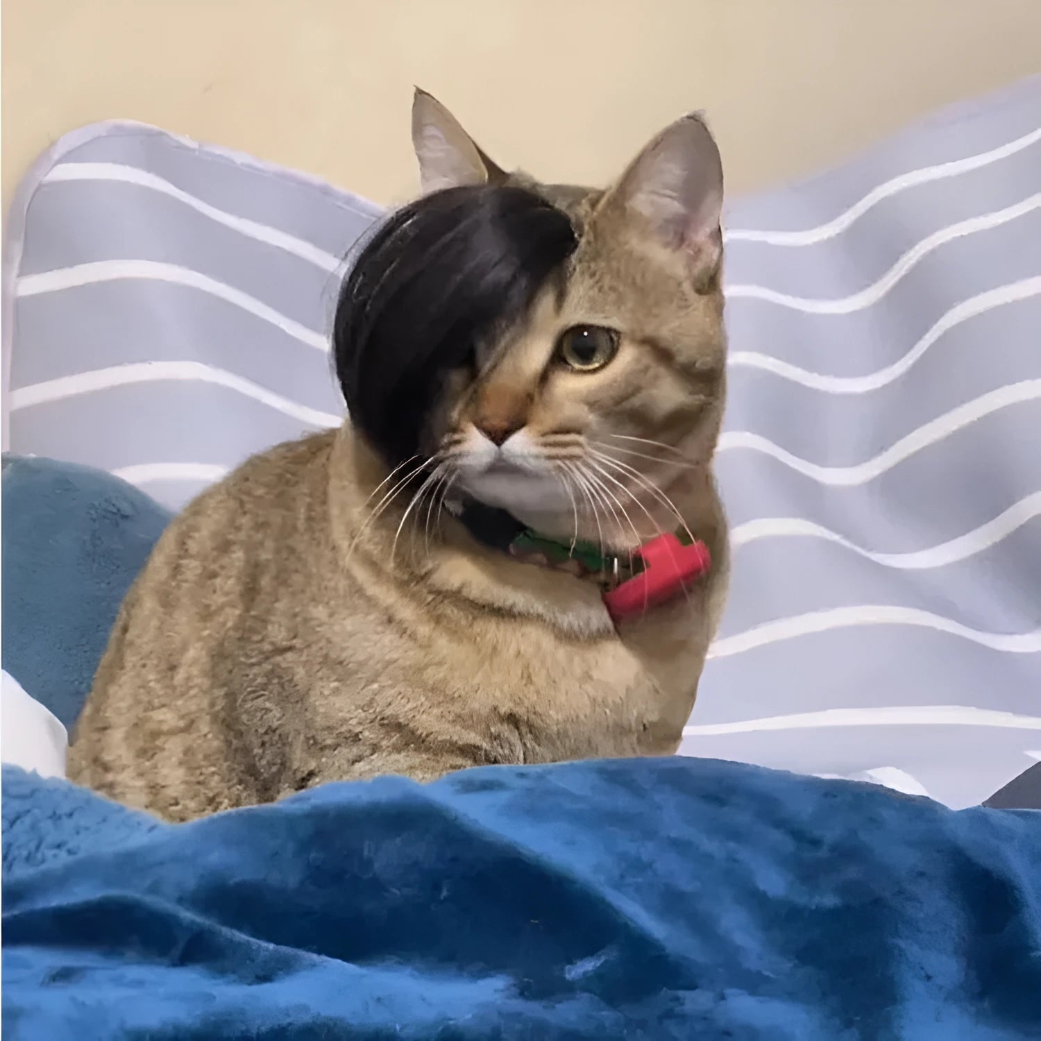 Black polyester cat wig with imitation braid design for pet costume occasions