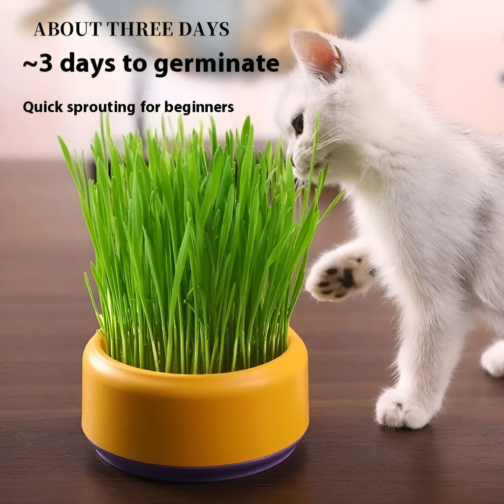 Hydroponic cat grass kit with blue growing cup and wheatgrass seeds for indoor planting