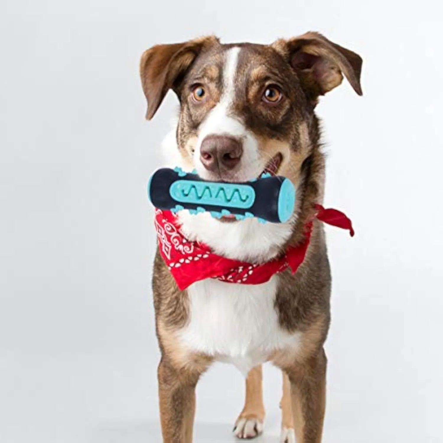 15cm natural rubber dog toothbrush chew toy in blue colour for dental cleaning