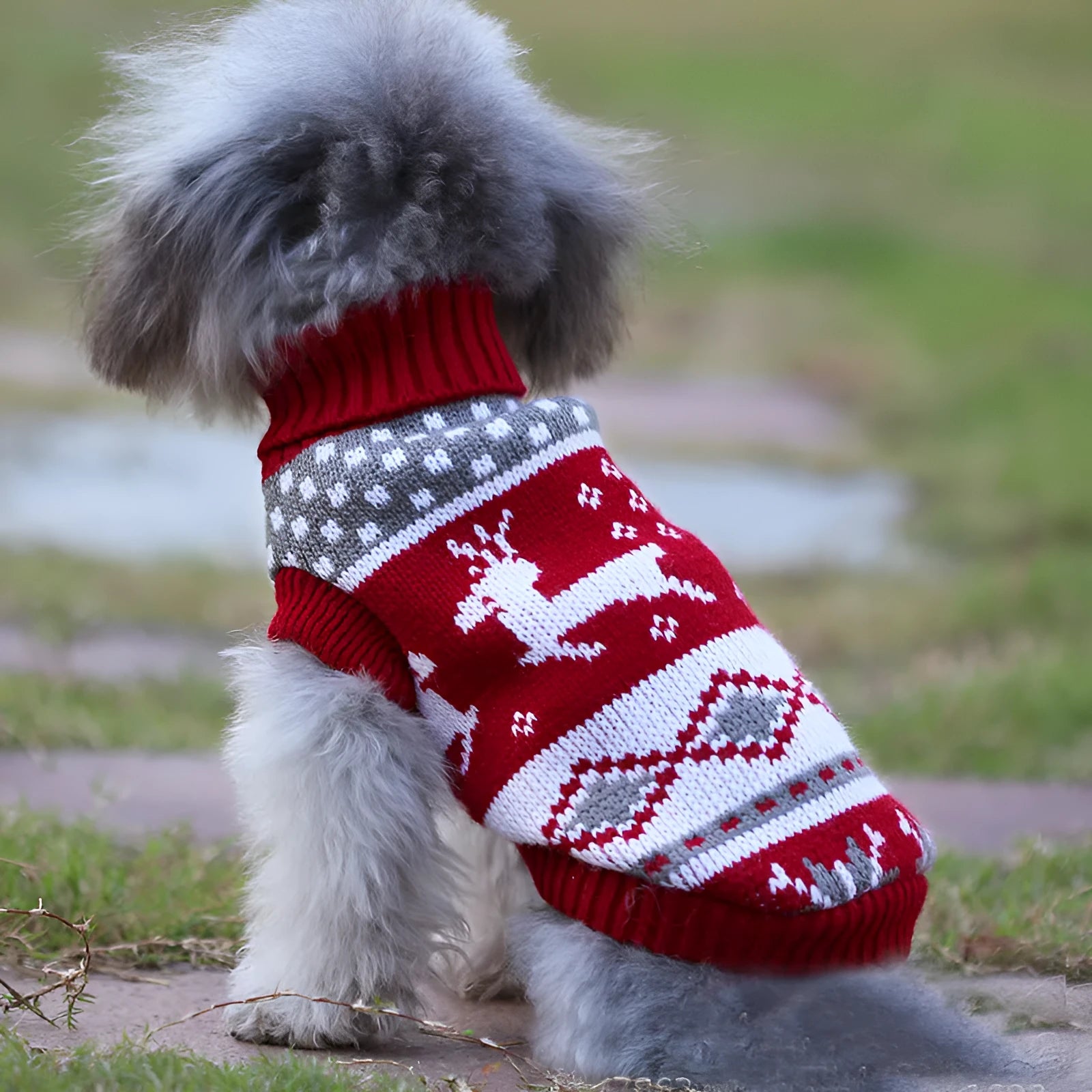 Christmas turtleneck knitting sweater dog clothing in acrylic knit, red reindeer pattern, on small dog