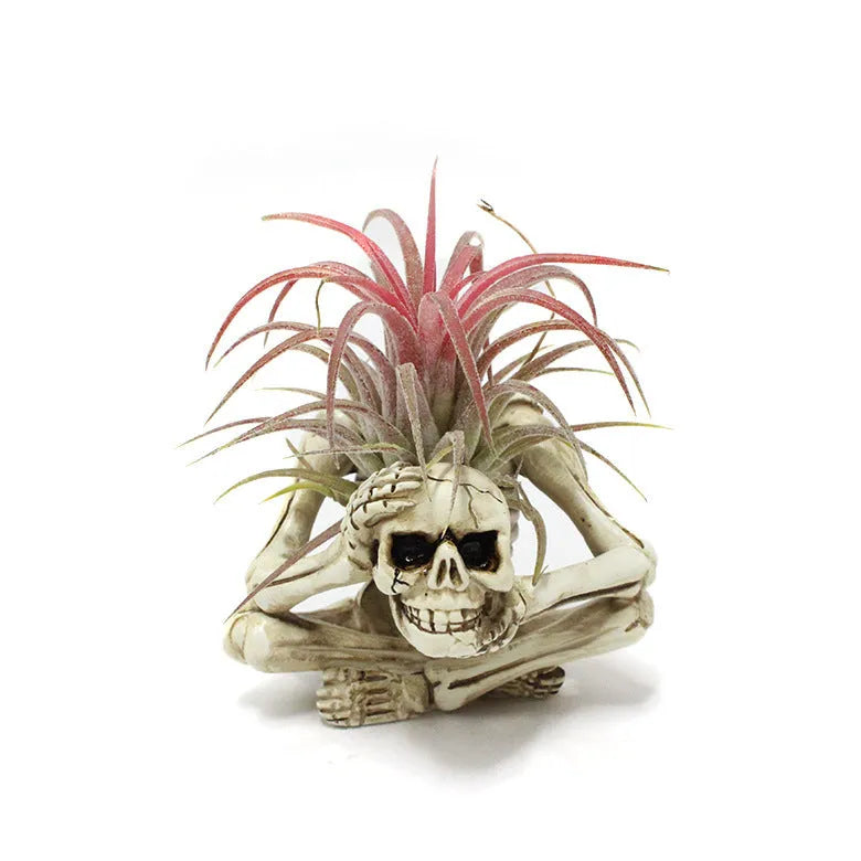 Resin tillandsia bracket with gothic skull design for soilless air plants showing dimensions