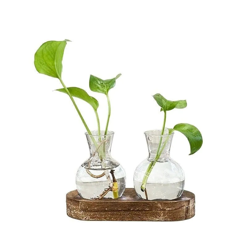 Transparent hydroponic vases in wooden frame holder for plant propagation