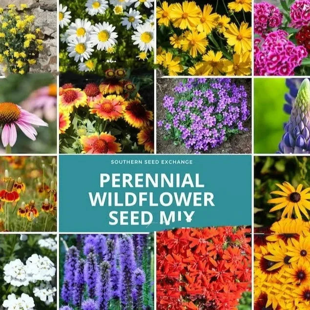 Mixed wildflower seeds packet showing Purpleflower Holly Leaf and grass seeds