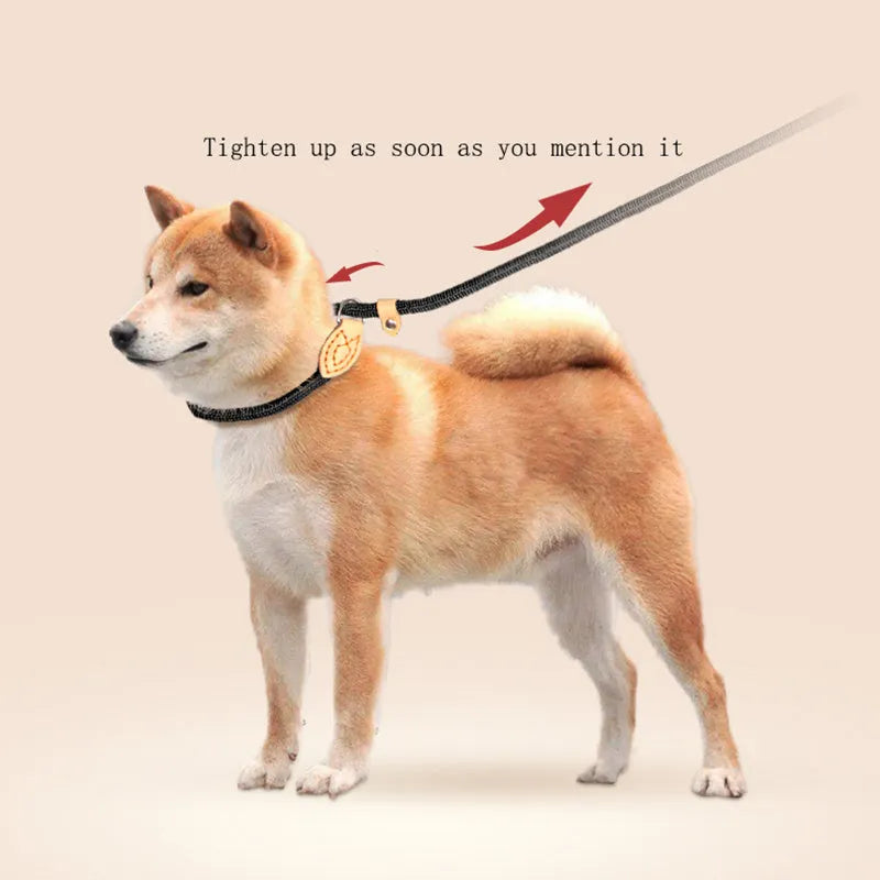 Blast race training dog leash and padded collar set in multiple colours