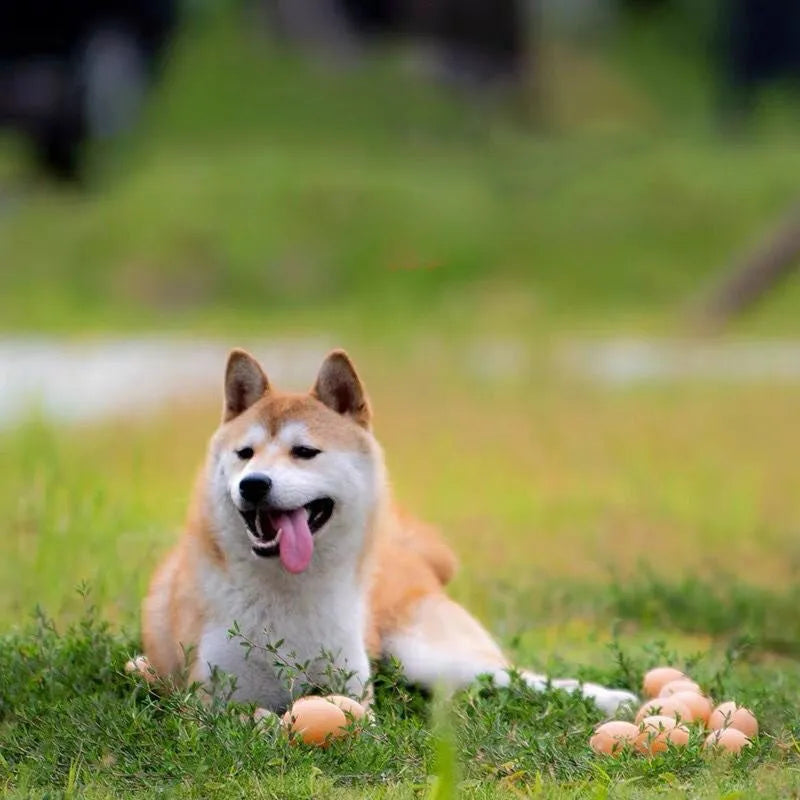Chicken-flavoured simulation egg dog toy with textured surface for dental cleaning