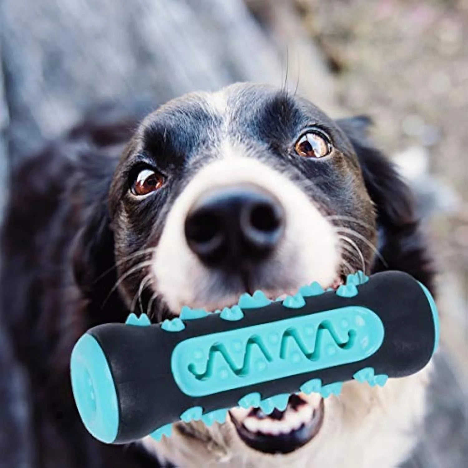 15cm natural rubber dog toothbrush chew toy in blue colour for dental cleaning