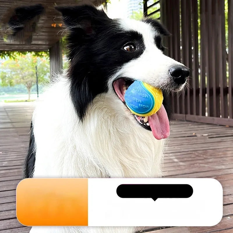 TPR dog training ball with sounding mechanism in red and blue colour combination