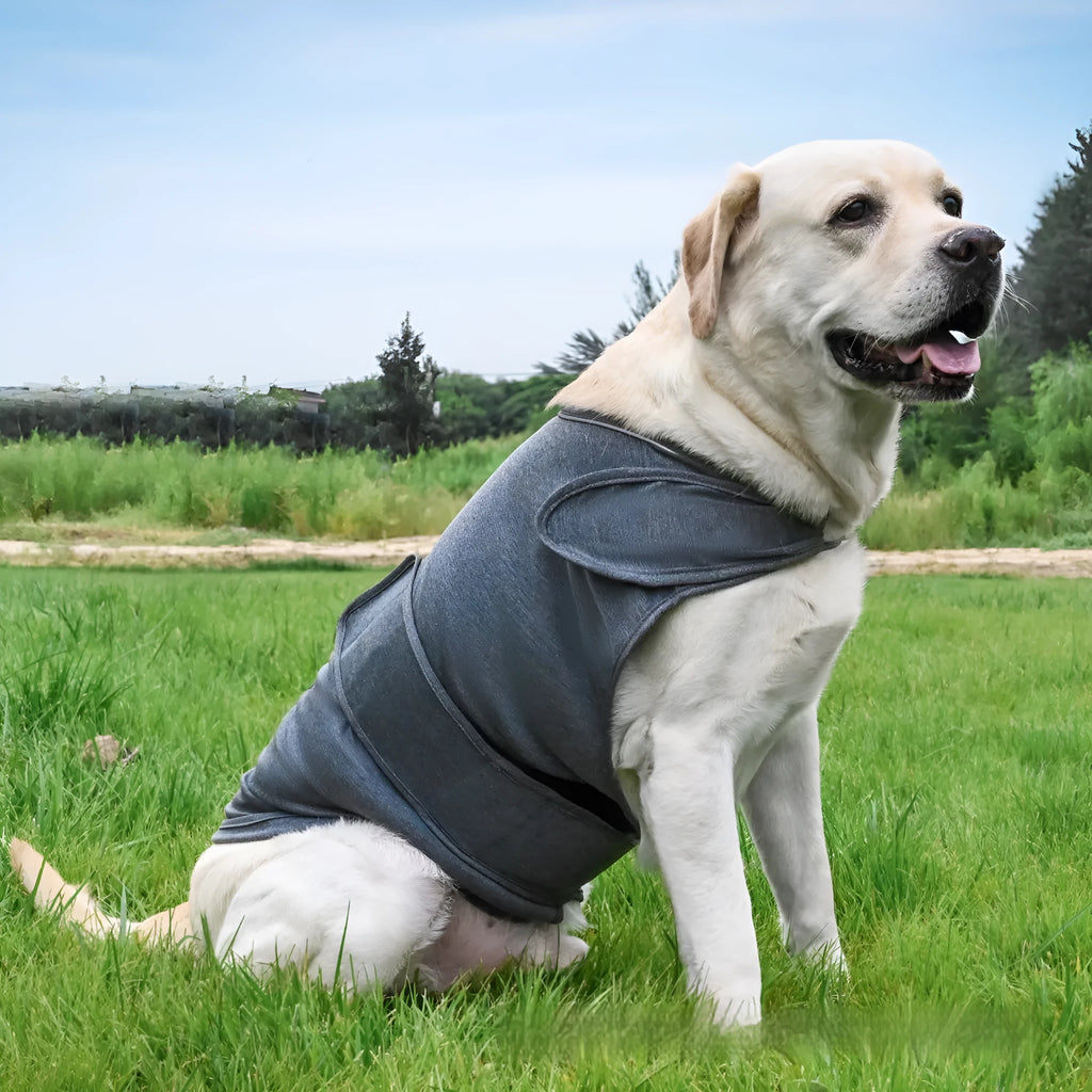 Dog wearing brocade cotton calming tank top in light grey colour for anxiety relief