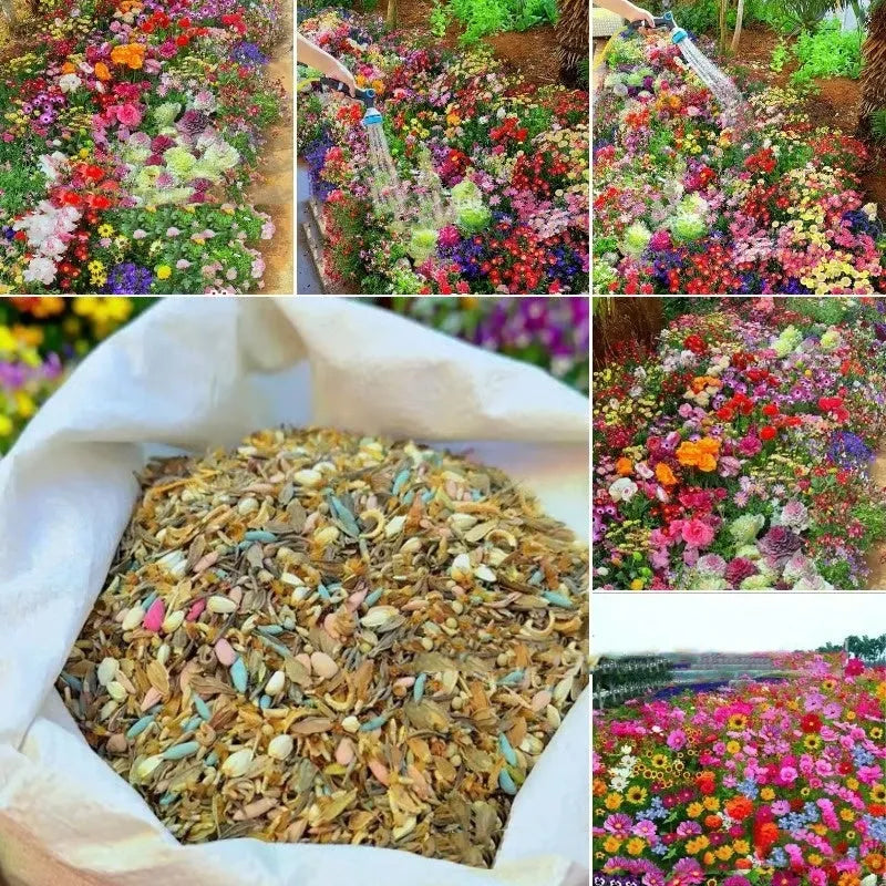 Mixed wildflower seeds packet showing Purpleflower Holly Leaf and grass seeds