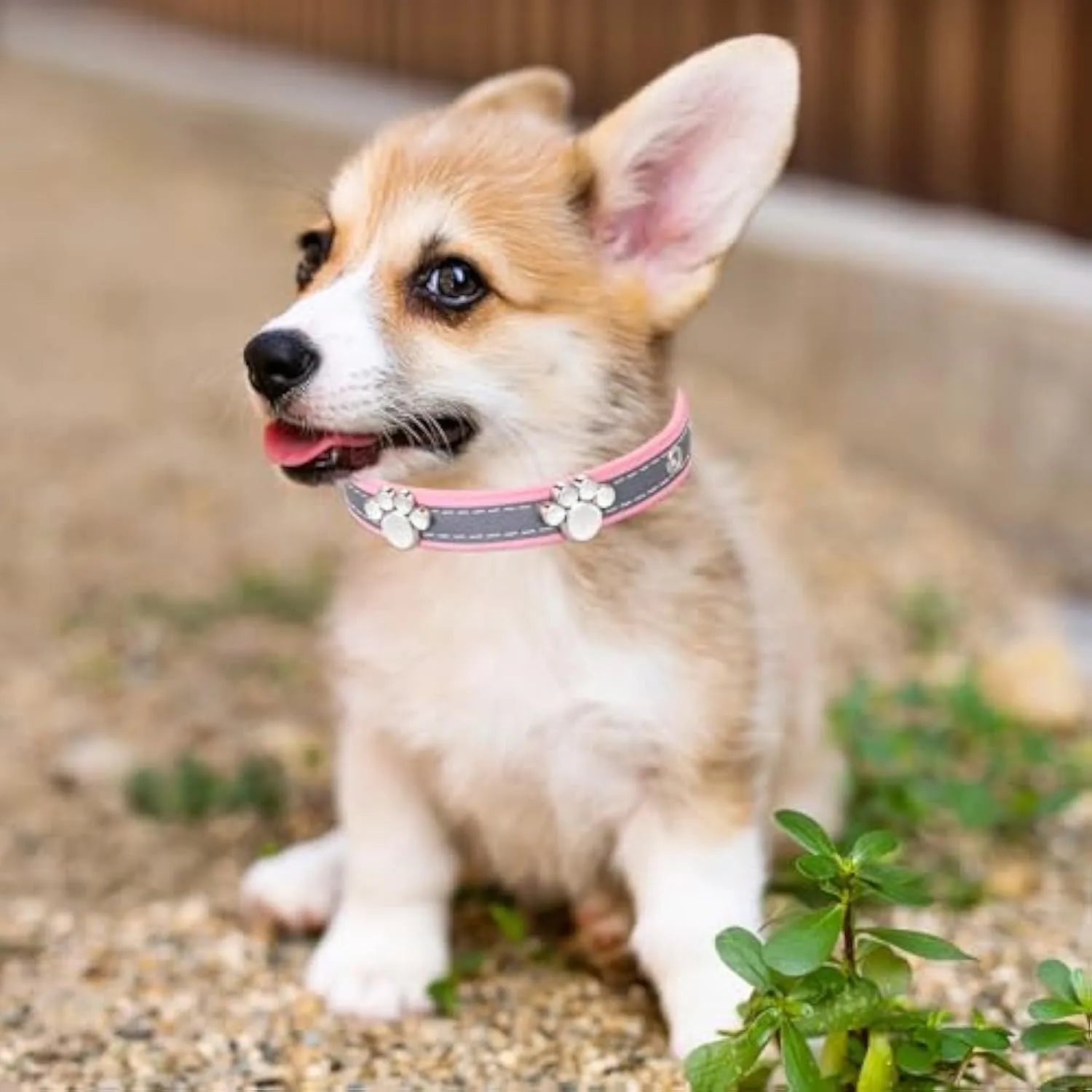 Reflective dog collar with adjustable PU leather strap and decorative paw print metal rivets