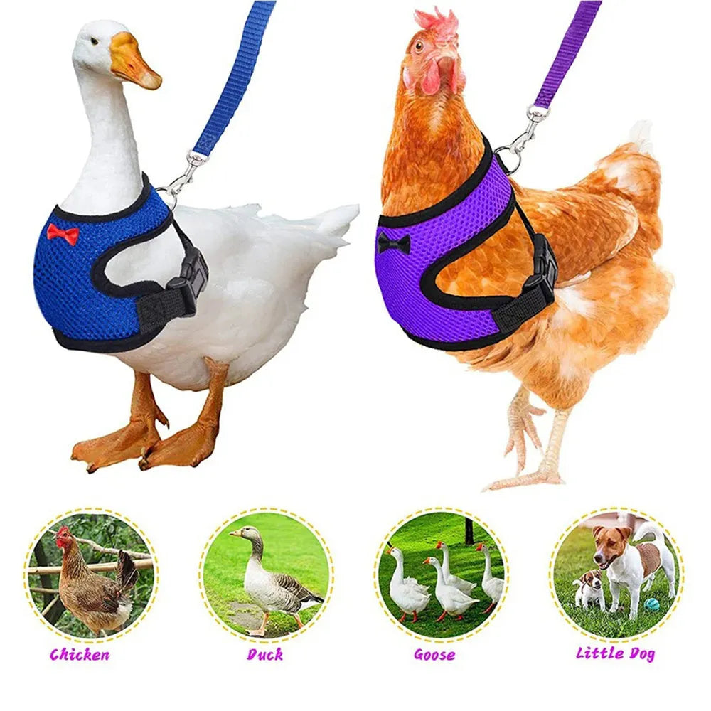Poultry harness set with chicken vest, matching collar and 110cm traction rope for pet ducks and chickens