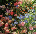 Mixed wildflower seeds packet showing Purpleflower Holly Leaf and grass seeds
