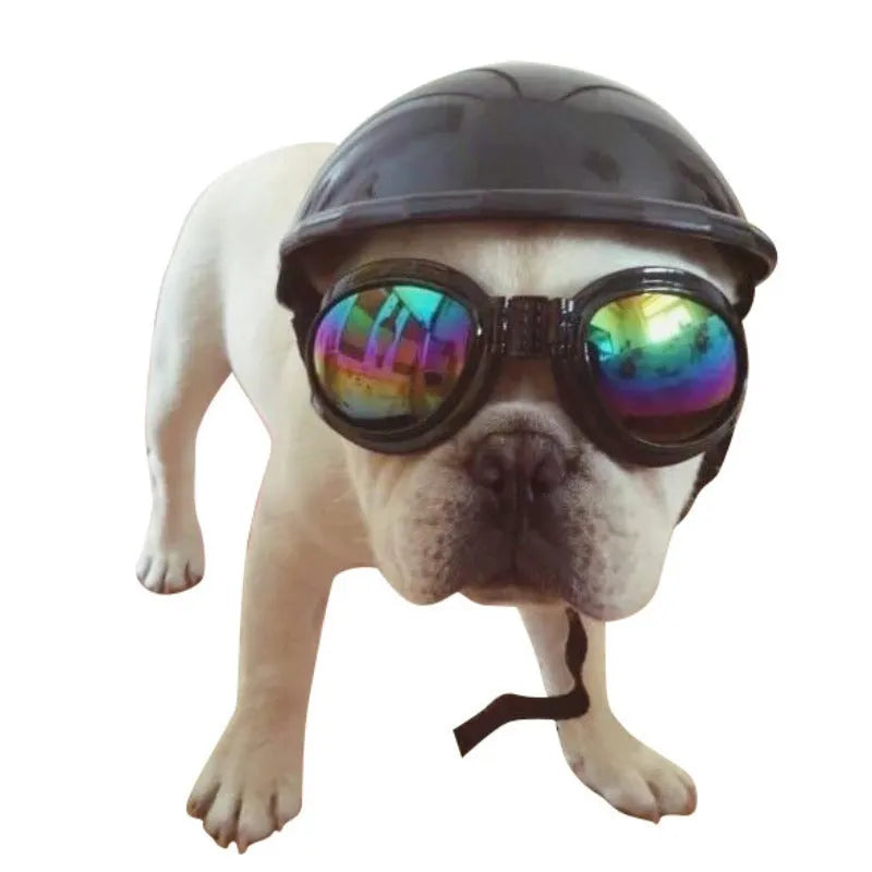 Dog wearing plastic motorcycle cap helmet in Japanese South Korean style, solid colour with paint surface treatment