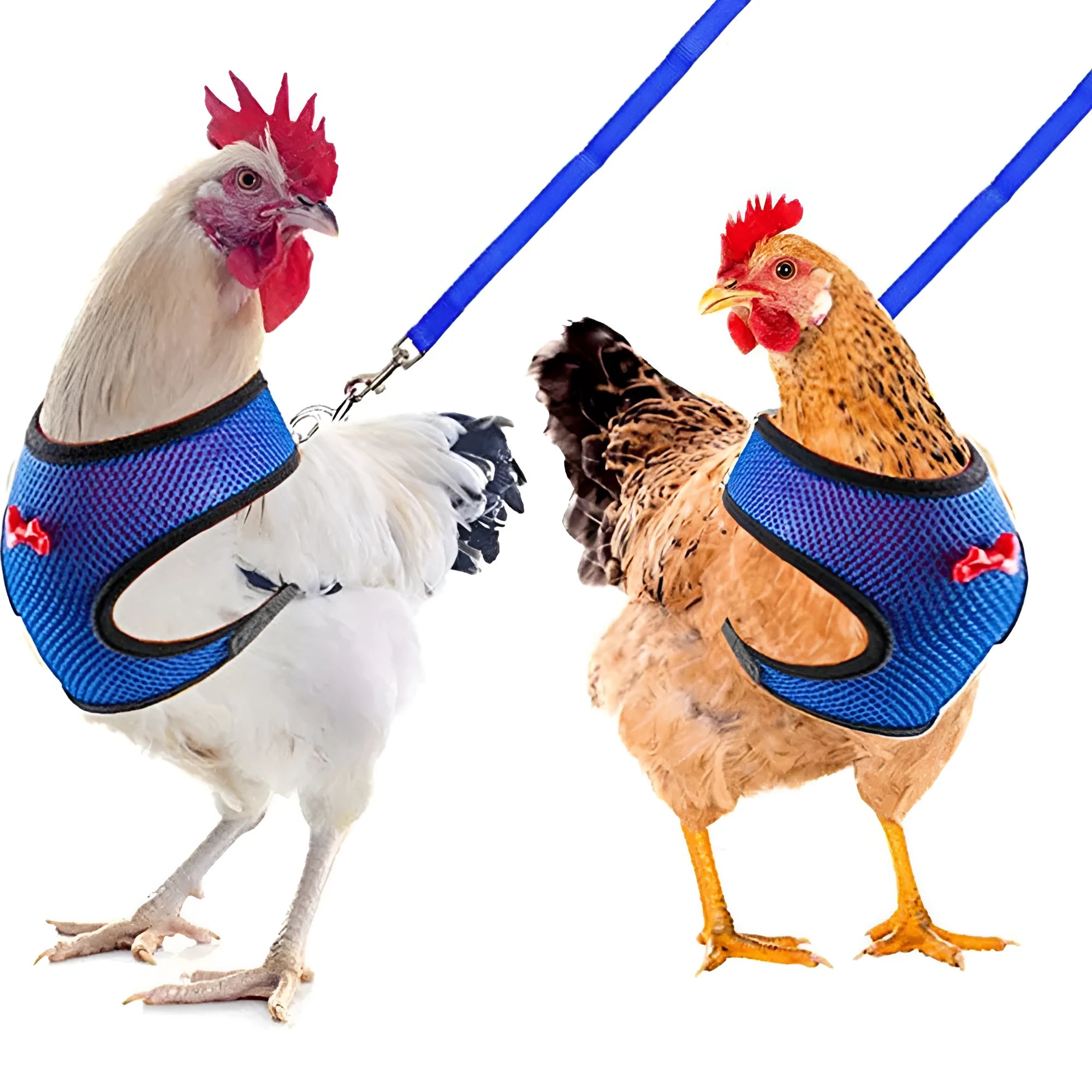 Poultry harness set with chicken vest, matching collar and 110cm traction rope for pet ducks and chickens