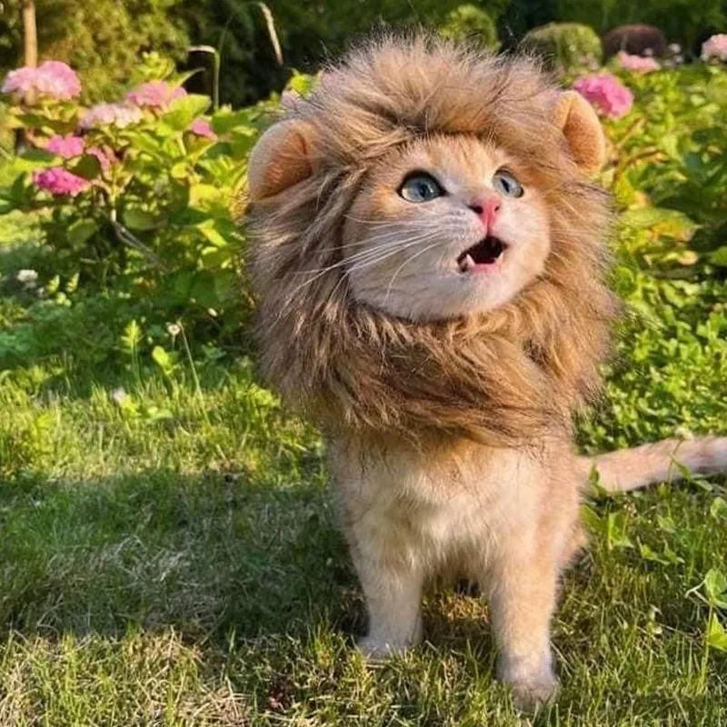 A cat wearing a brown lion mane wig with plush ears and an adjustable strap.