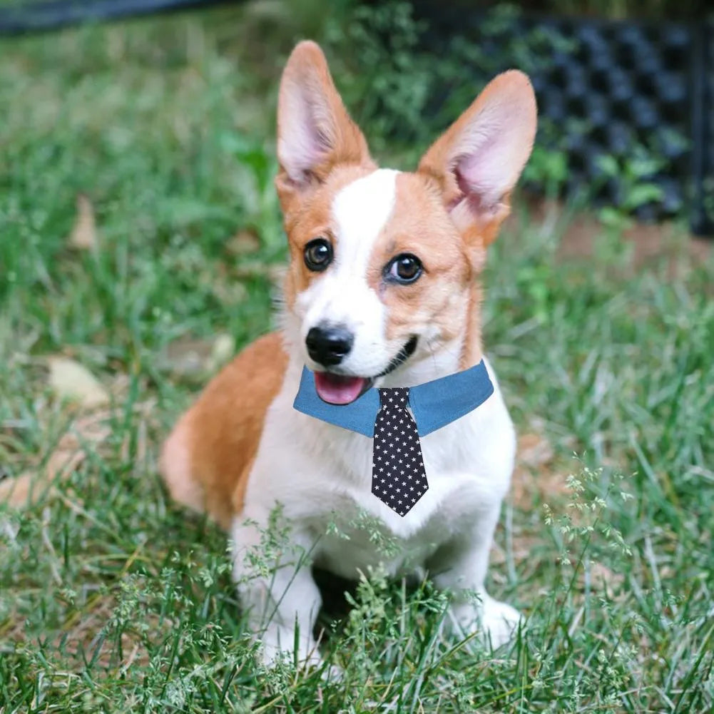 Blue denim dog collar with a star-pattern bow tie, shown with a fastener tape closure.