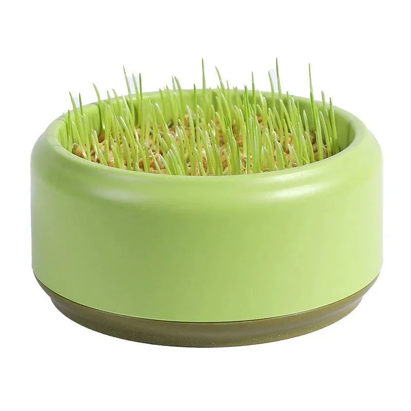 Hydroponic cat grass kit with blue growing cup and wheatgrass seeds for indoor planting