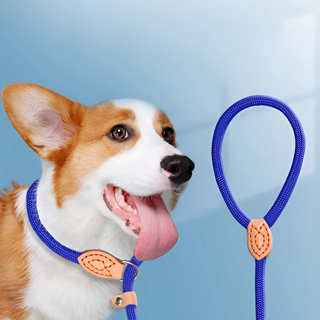 Blast race training dog leash and padded collar set in multiple colours
