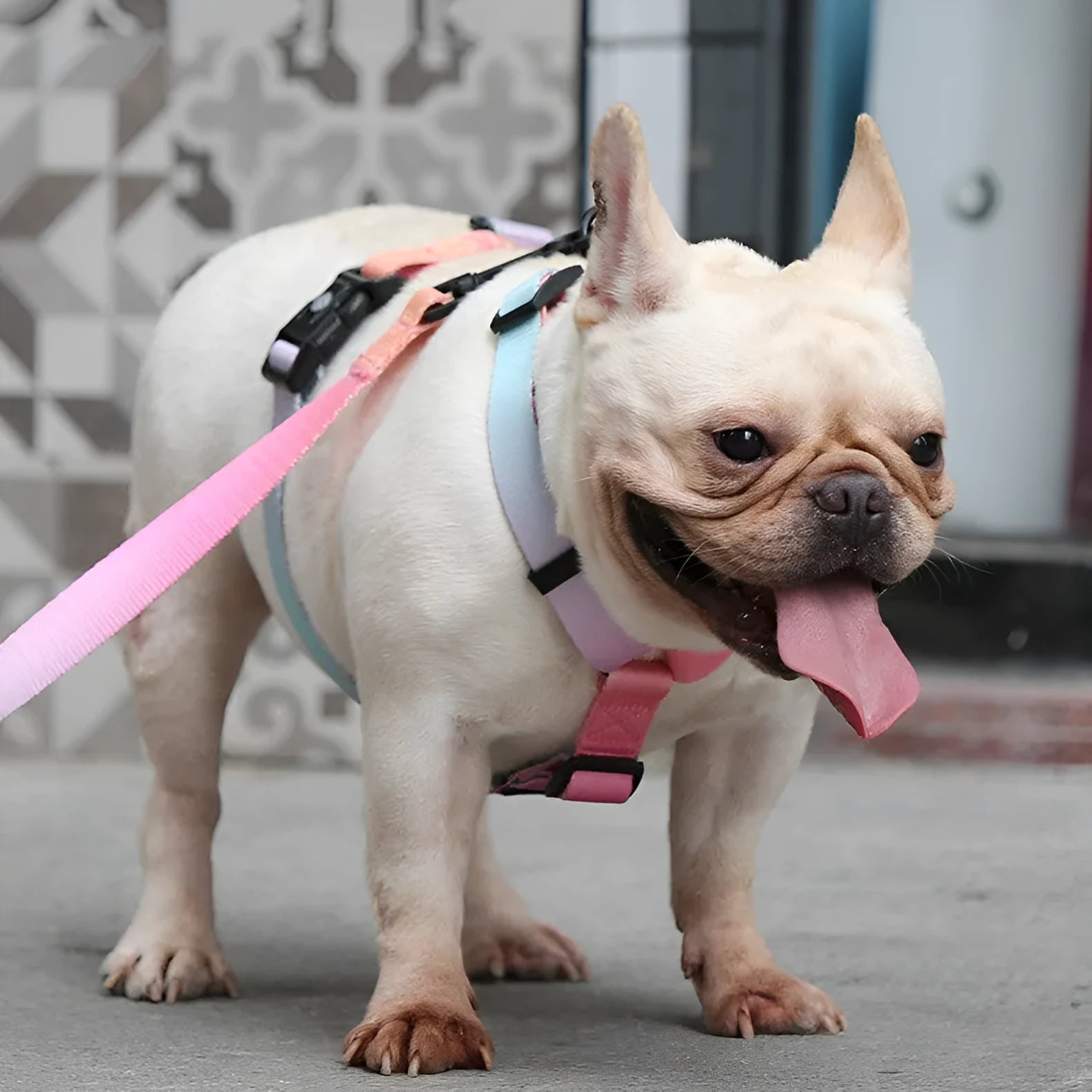 Gradient colour pet chest strap harness showing four pattern options for dog walking