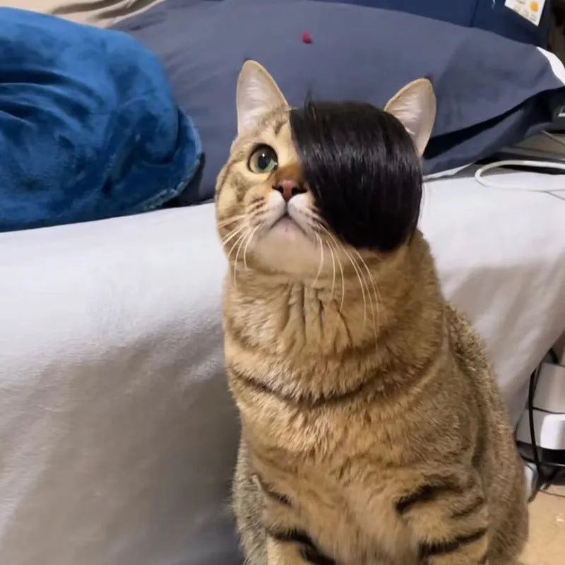 Black polyester cat wig with imitation braid design for pet costume occasions
