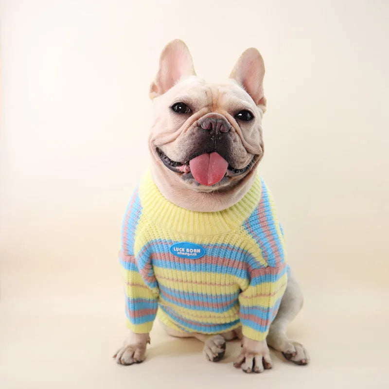 Blue and yellow striped wool sweater on a small dog, showing casual style for autumn