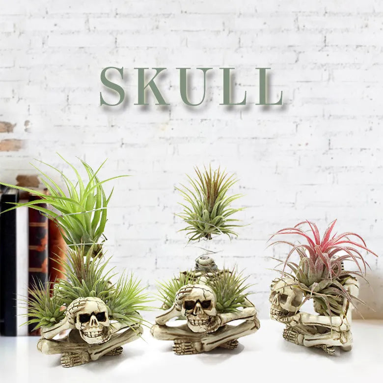 Resin tillandsia bracket with gothic skull design for soilless air plants showing dimensions