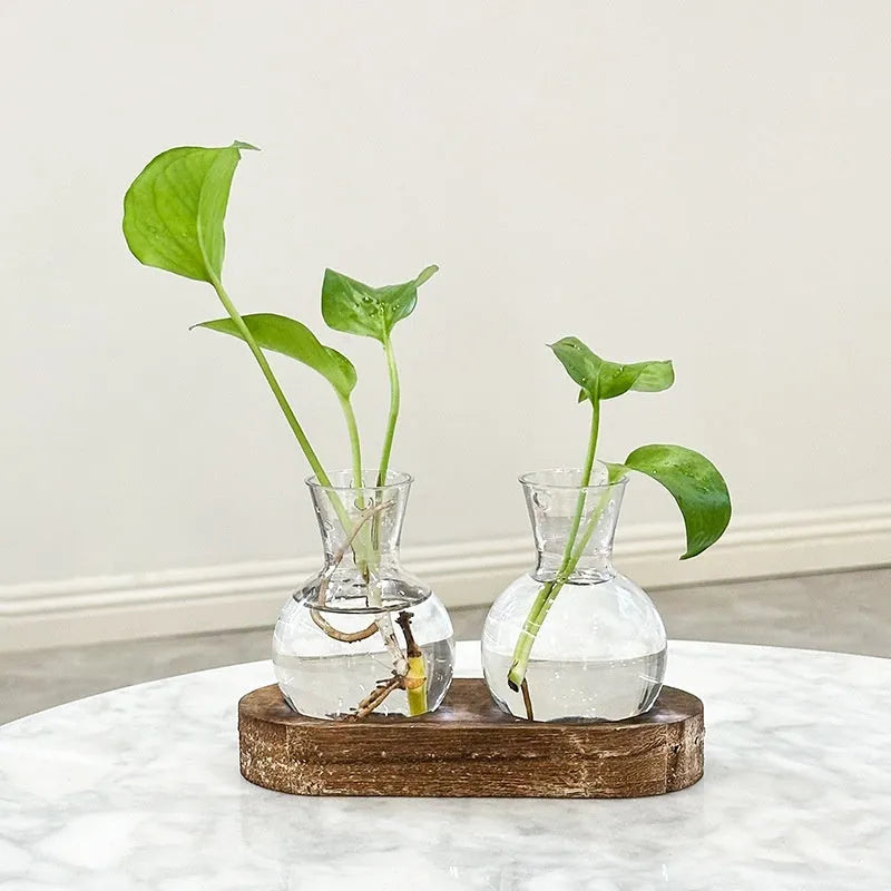 Transparent hydroponic vases in wooden frame holder for plant propagation