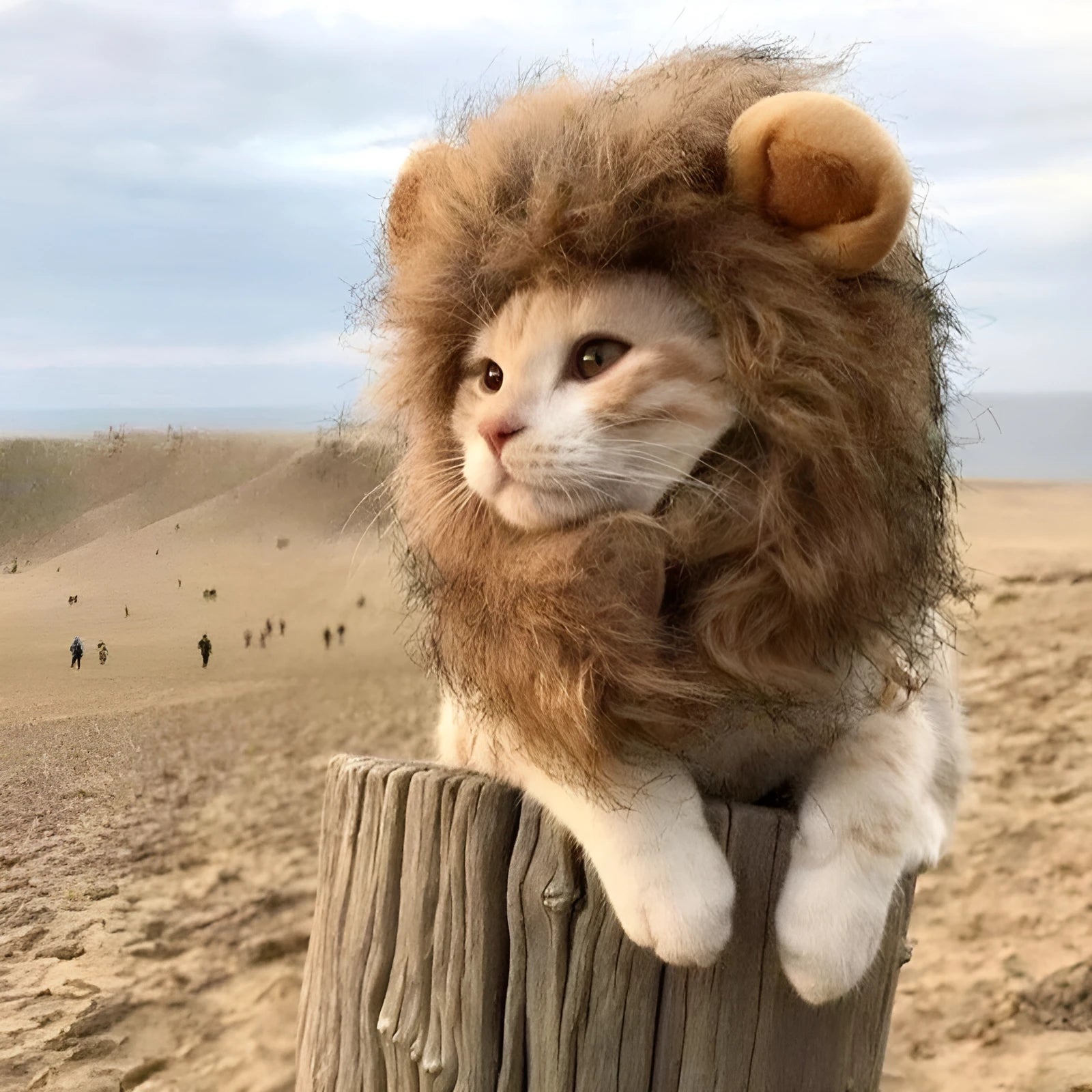 A cat wearing a brown lion mane wig with plush ears and an adjustable strap.