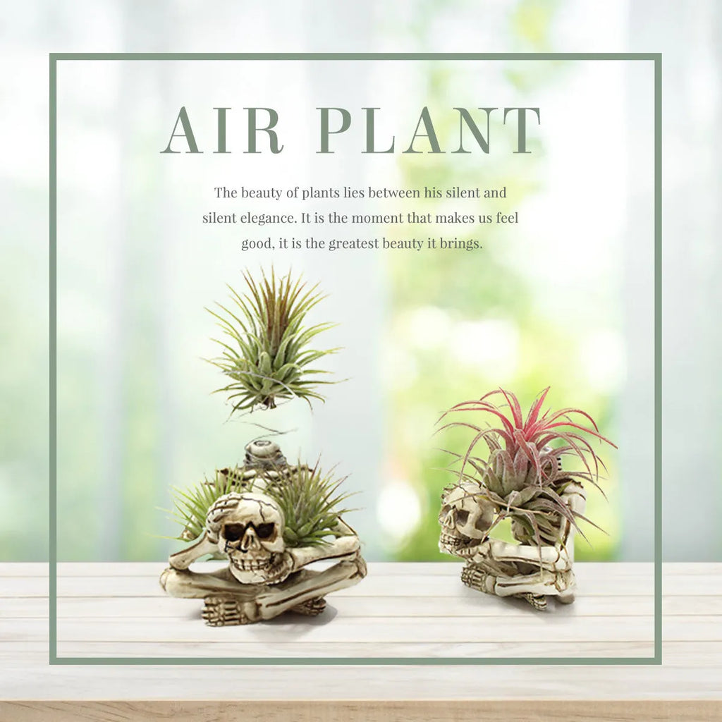 Resin tillandsia bracket with gothic skull design for soilless air plants showing dimensions