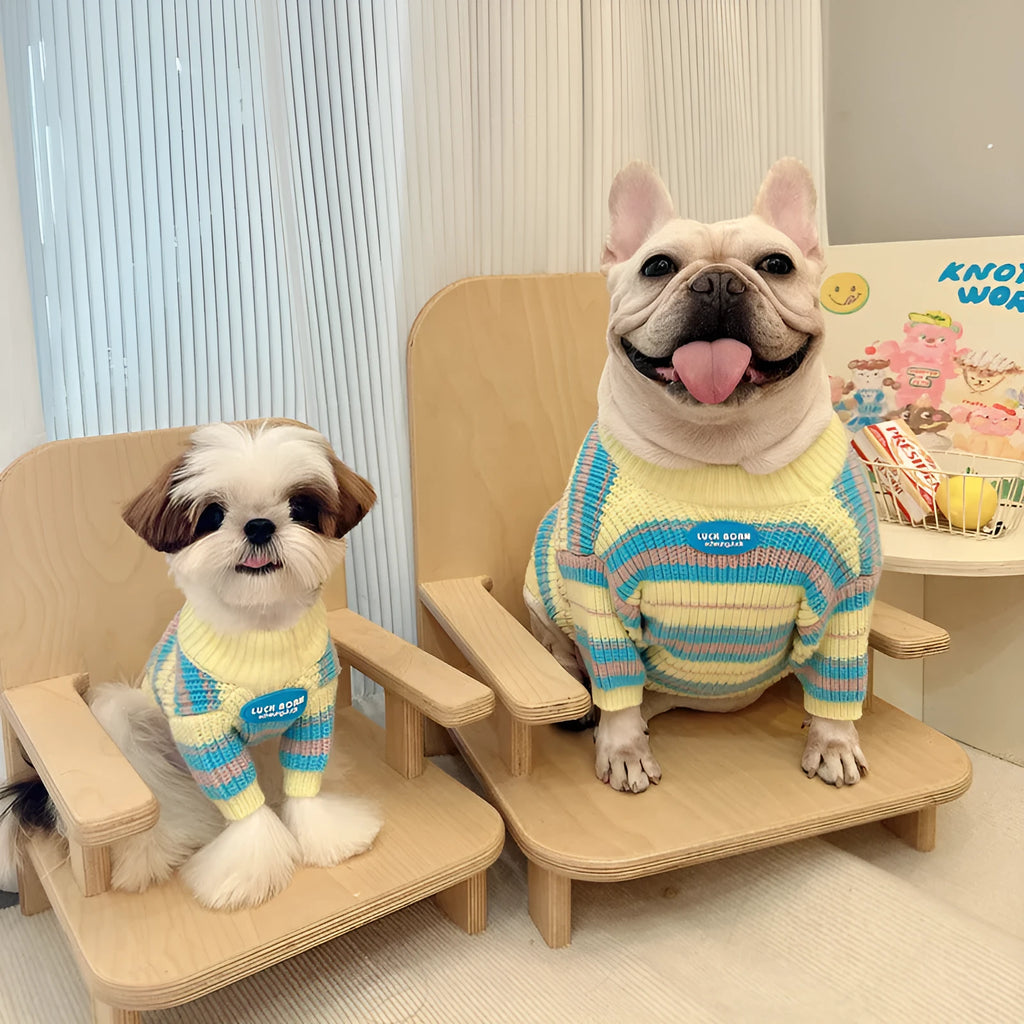 Blue and yellow striped wool sweater on a small dog, showing casual style for autumn