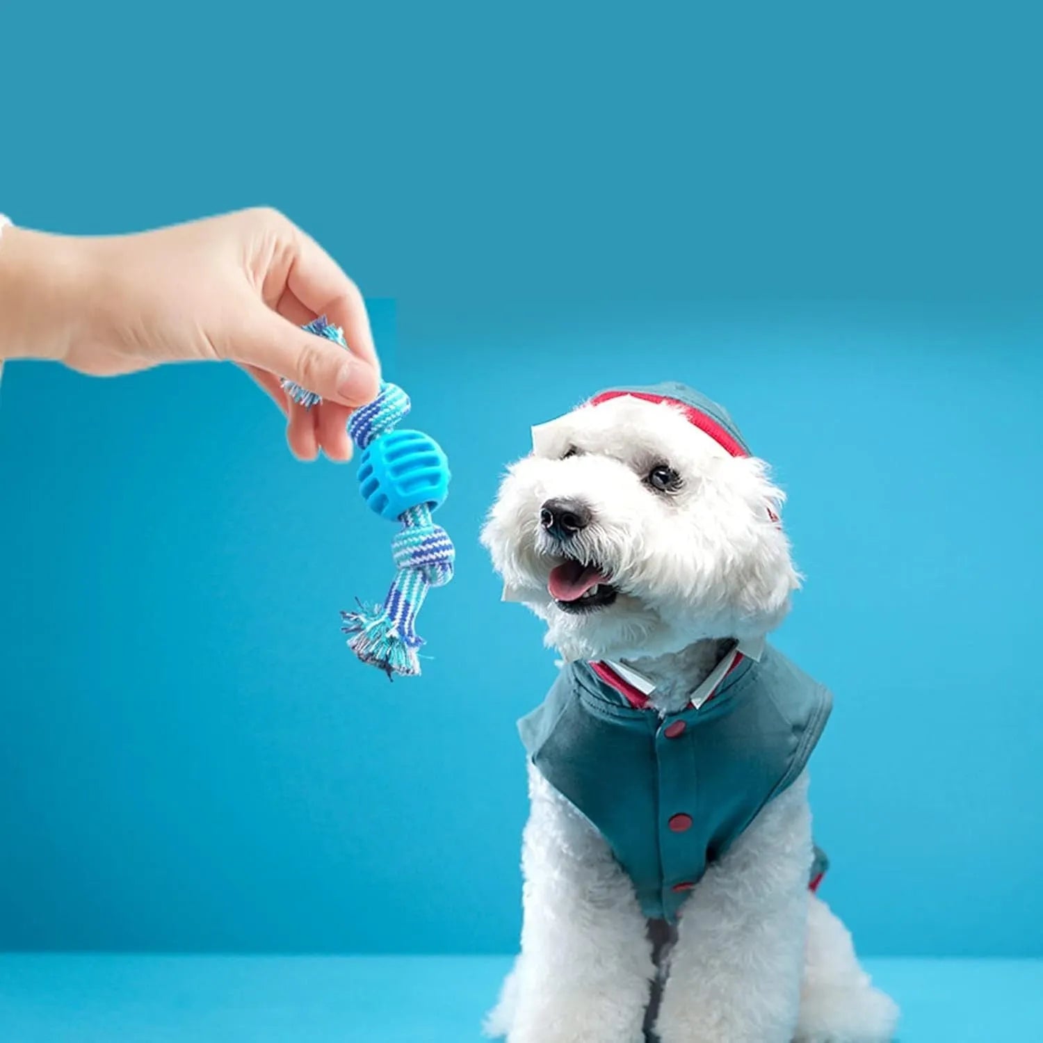 Blue soft dog chew toy in molar shape with integrated white ropes for dental cleaning.
