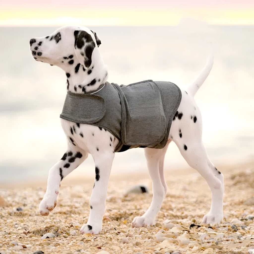 Heather Gray brocade cotton dog anxiety jacket vest shown on a model dog.