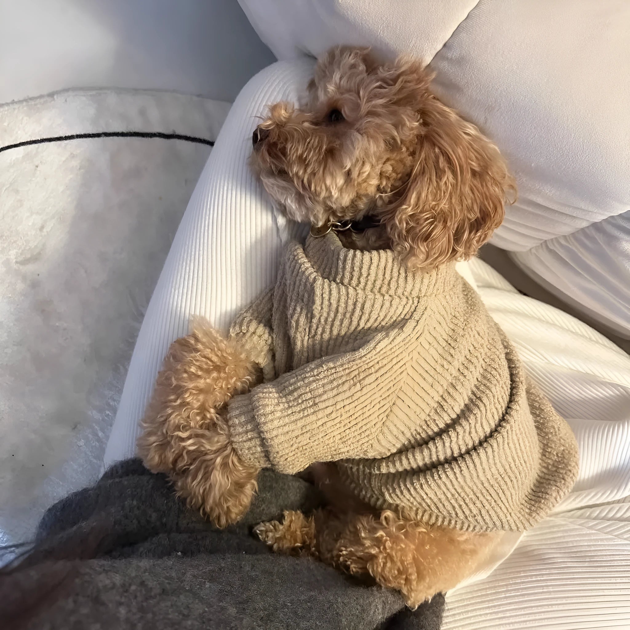 Brown cloth dog sweater pullover on a small dog, showing casual fit.